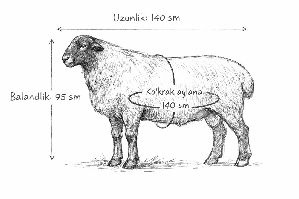 Qochqor arashan chirchiq