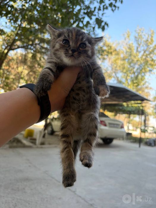 Котята в добрые руки.