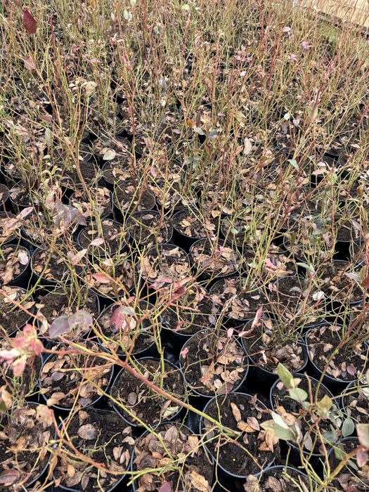 Американска боровинка  саксия с2 на цената на саксия Р9