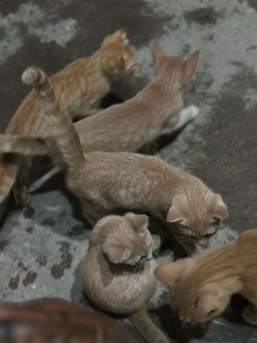 mehribon uy mushuklari qizbola hammasi