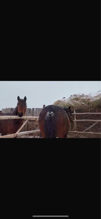 Продам жеребца!!!