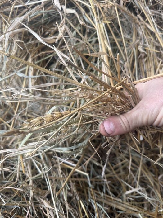 Сено в больших тюках