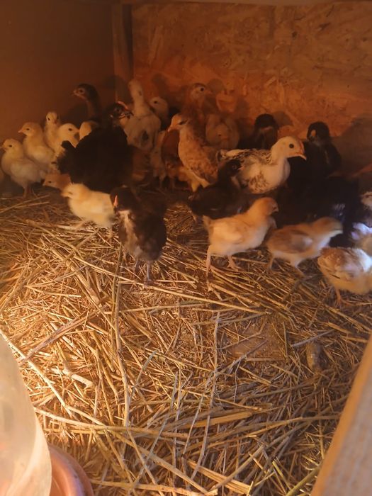 Шөже сатылады 1000тг ден