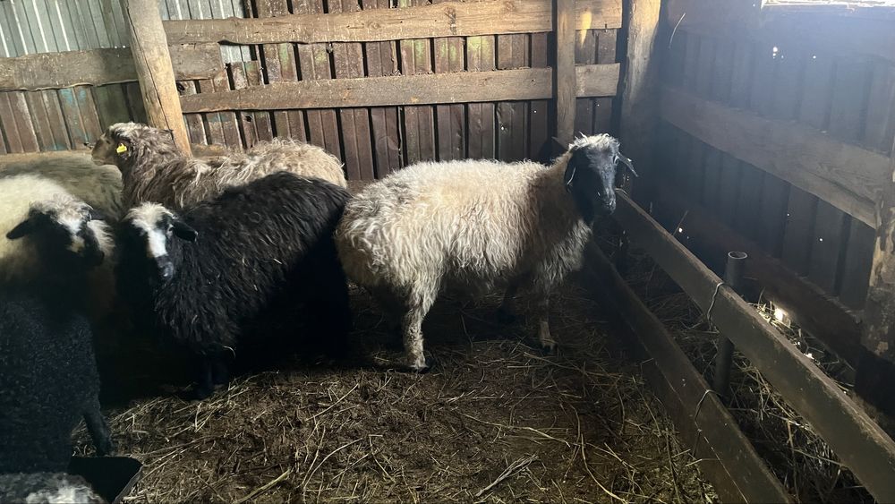 Ұлкен қой сатылады семіз