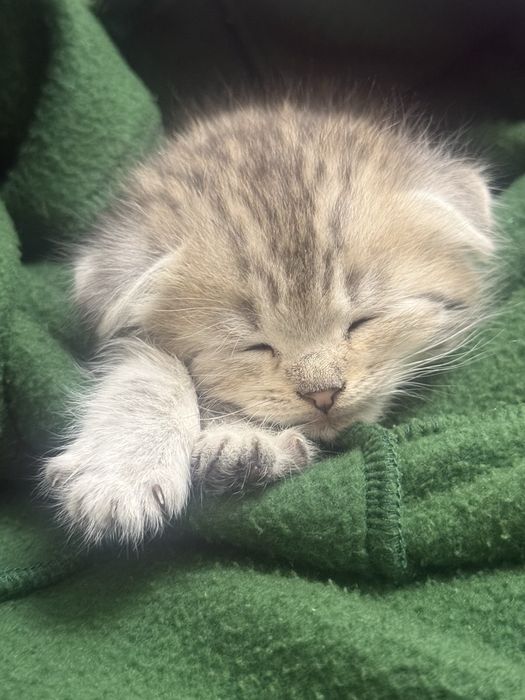 Шотланский котенок 2месяца