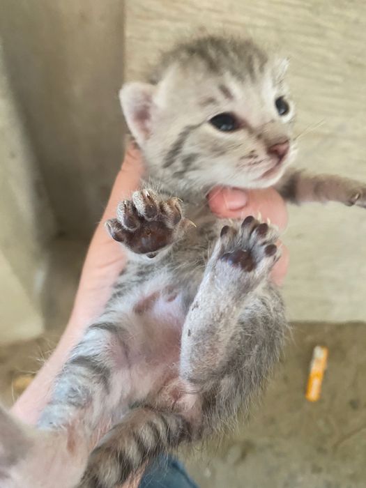 Вислоухий котёнок