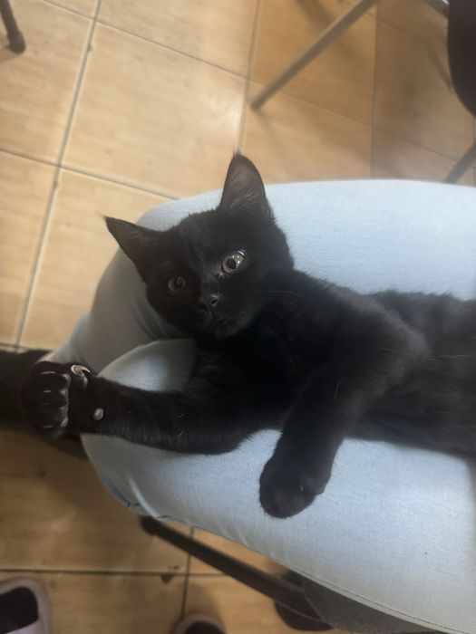 Отдам кошечку в добрые руки