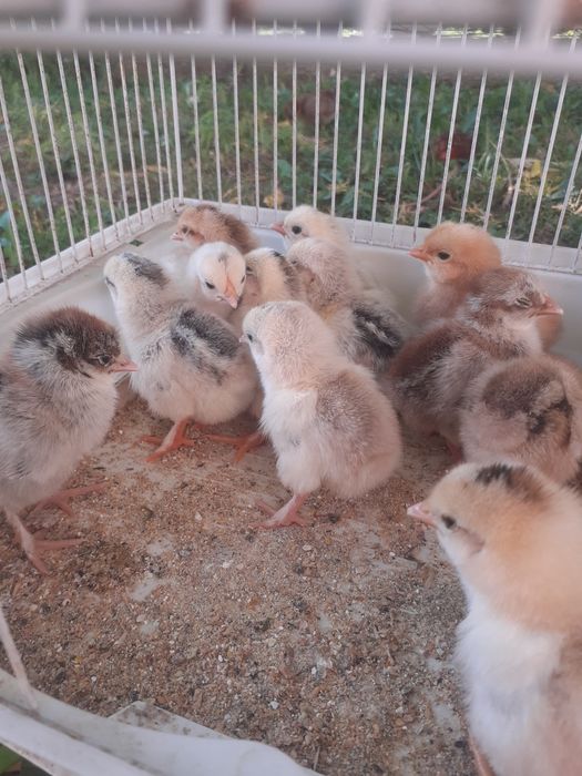Vând 15 pui de găină pitică