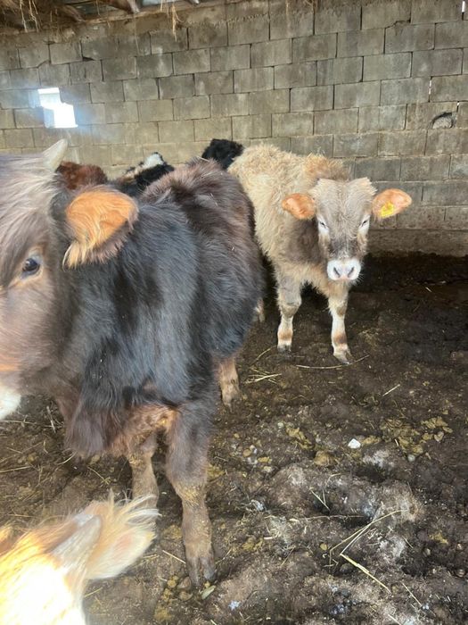 8 бас еркек бұзаулар сатылады