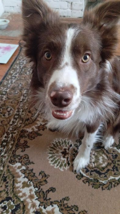 Щенки в добрые руки