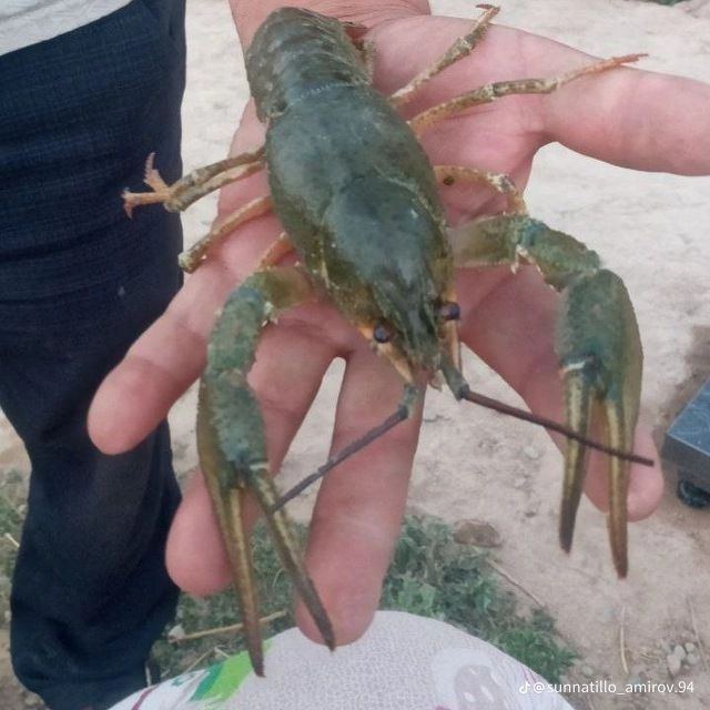 Живые раки с доставкой на дом. Мы предлагаем скидку 10% на все размеры