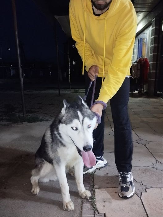 Сибирский хаски „ВЯЗКА"