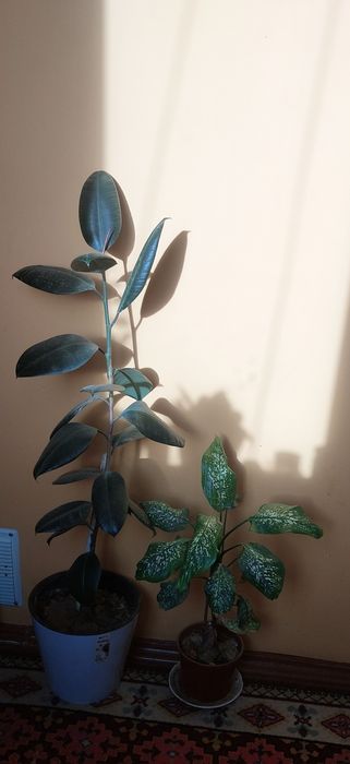 Продаются цветы комнатные