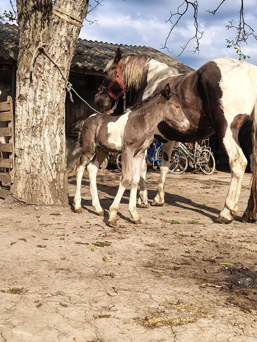 Iapă tărcată de vânzare