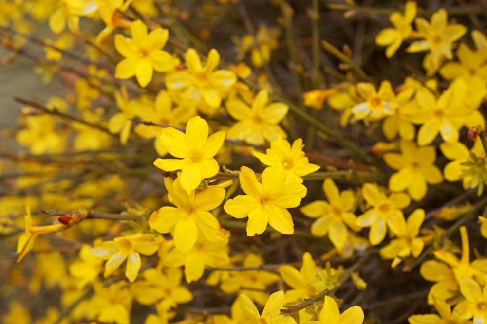 Iasomie Yellow Hill Parfumata Galbena și alba la ghiveci