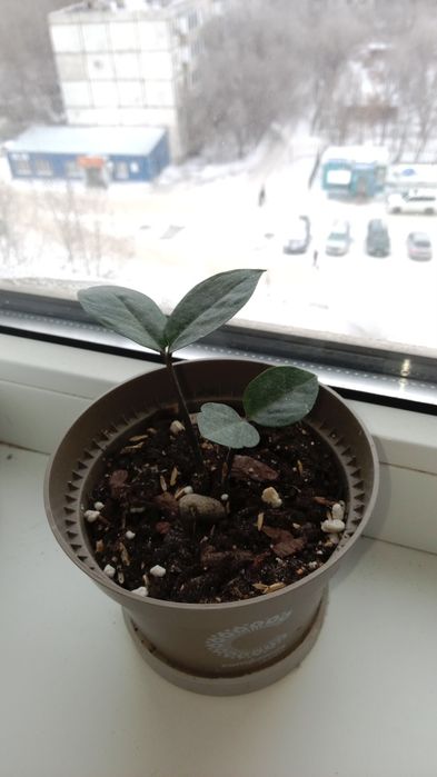 Комнатные растения