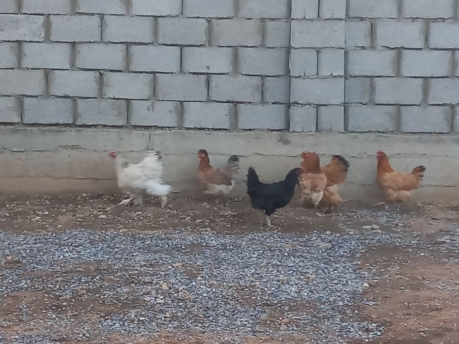 Қазқы және брамер бір еу бар