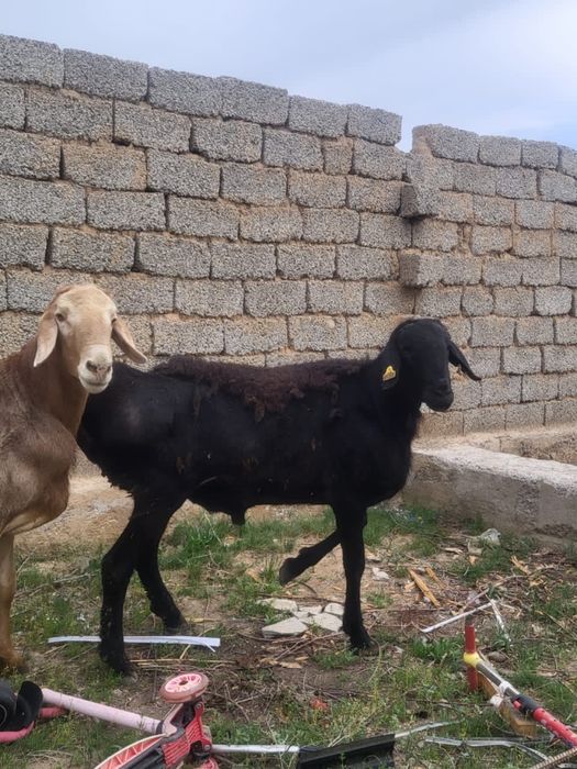 Қошқар 3 жасар порода