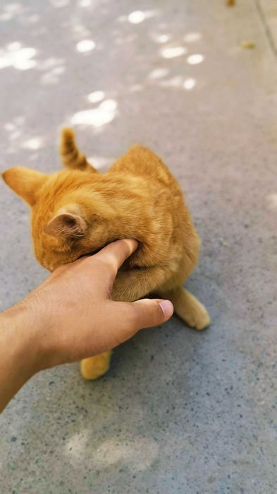 Отдам хорошим людям