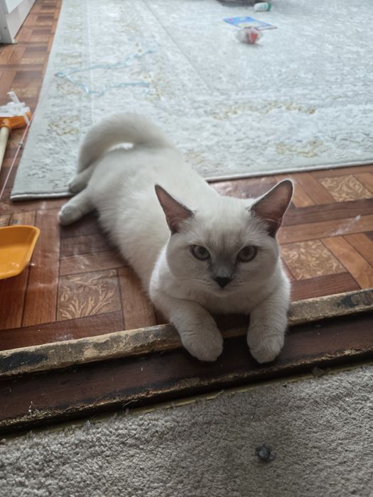 Котята  британский