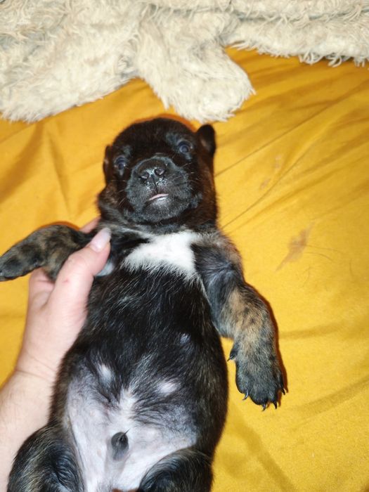 Отдаём щенков стафорда в добрые руки.