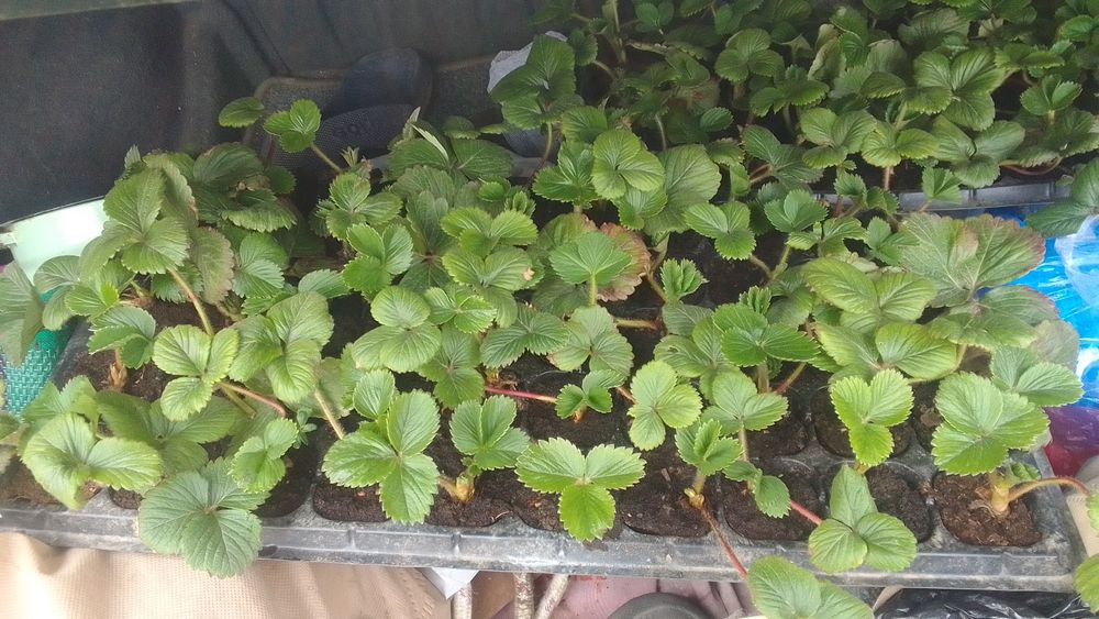 Рассада ремонтантной клубники