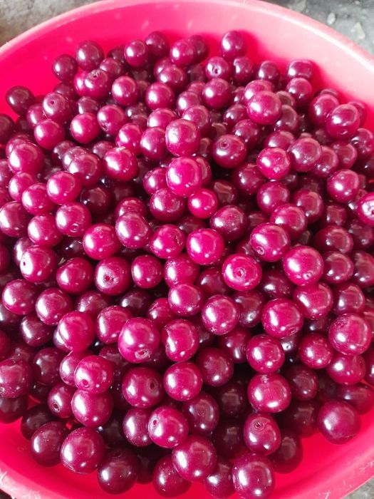 Продам ягоду. Вишня