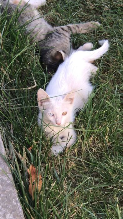 Кошка с 2 цетами галаз