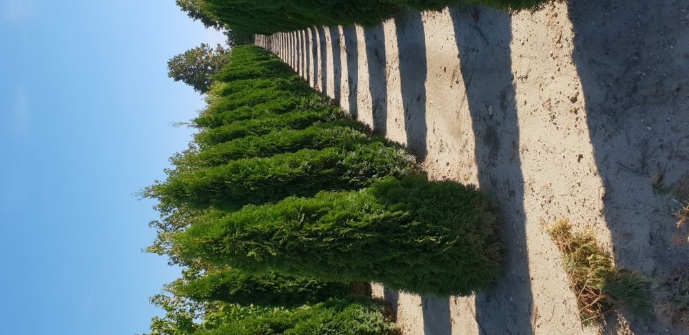 Tuia de mai multe dimensiuni Putem să vă oferim transport și plantat