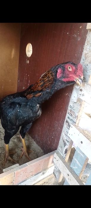 Жожа хороз сотилади