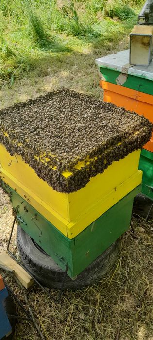 FAMILII, ROIURI de albine 2025-2026