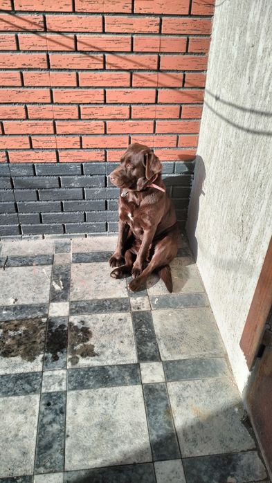 Лабрадор ретривер