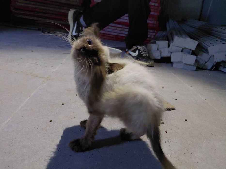 Белый котенок ищет дом