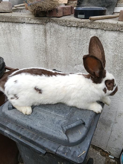 Vând cuști de iepuri și iepuri