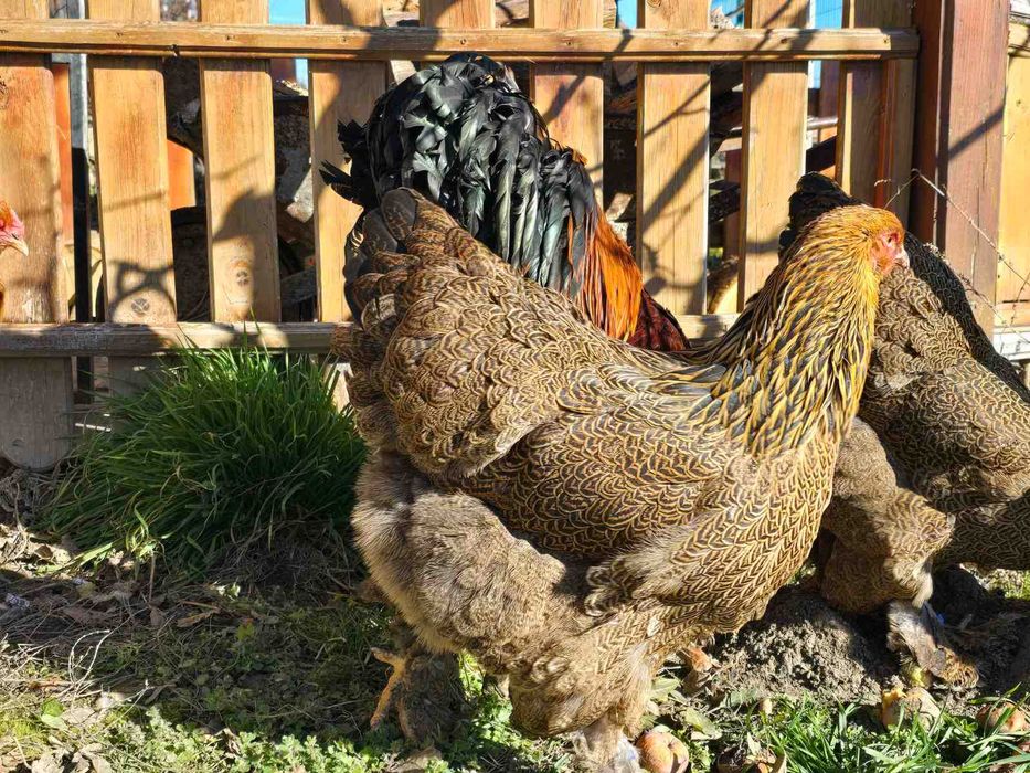 Продавам разплодни яйца от Яребична брама [Partridge Brahma]