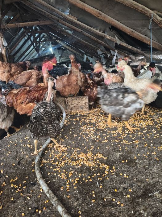 Vând puicuțe și găini rasa mixta