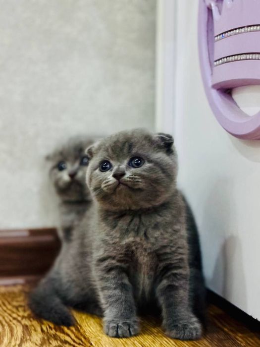 Продается чистокровный британский котят