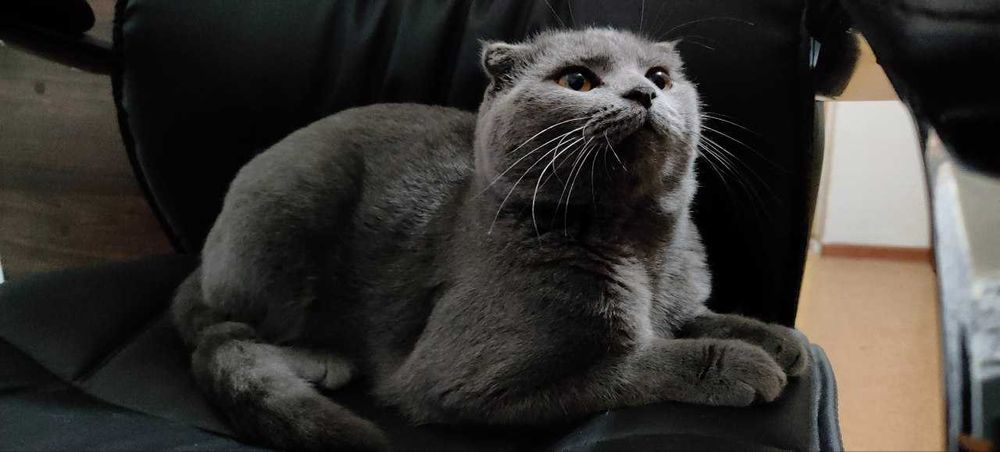 кот скотиш фолд на вязку