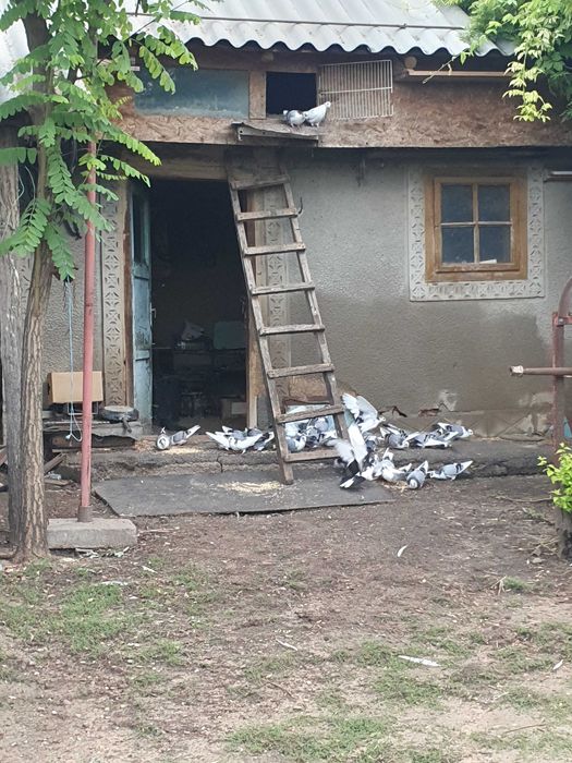 Vând porumbei jucători