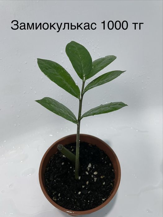 Комнатные растения