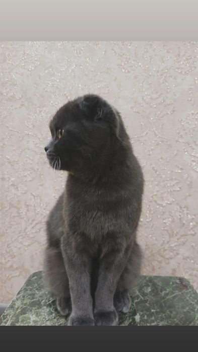 вязка кота, не продается