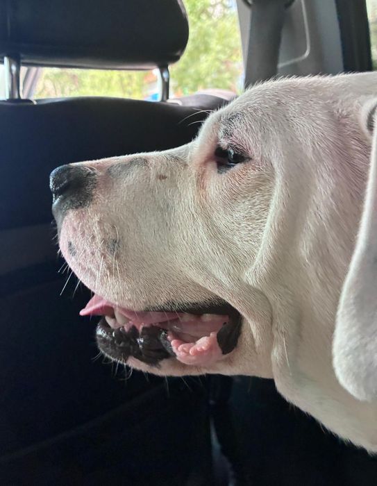 Donez Femela Dog Argentinian, varsta 7 luni