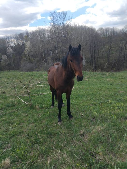 Vând doi cai buni de  căruță  3 ani și 8 ani