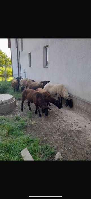 Vand oi jura de carne si miei