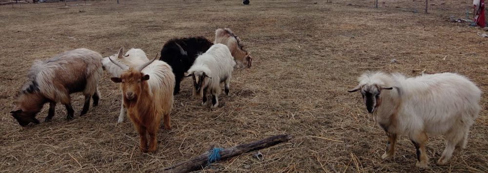 Vând iezi tineri care au 10 luni