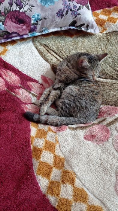 Кошки (животное)