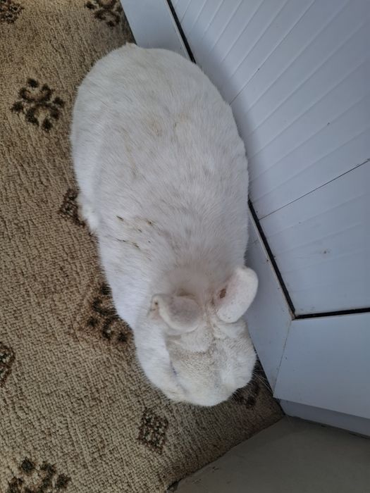 Germelin sames 1 yoshdan oshgan