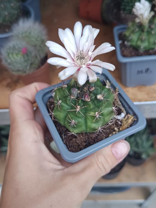 Cactuși, suculente și suculente de exterior