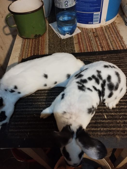 Rex Dalmațian tineret