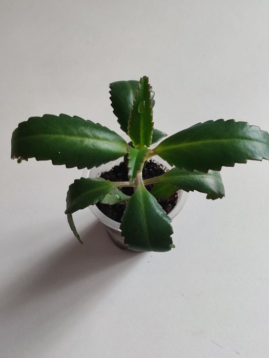 Лечебное каланхоэ.